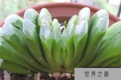 ​世界上十大最贵多肉植物 白皮月界根部比较硬(比较稀有)