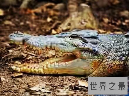 世界上最大的鳄鱼,也是一种凶猛的食人鳄。