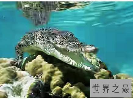世界上最大的鳄鱼,也是一种凶猛的食人鳄。