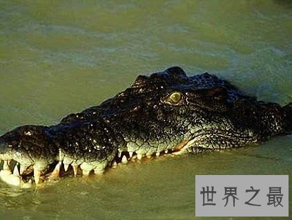世界上最大的鳄鱼,也是一种凶猛的食人鳄。
