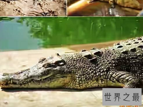 世界上最大的鳄鱼,也是一种凶猛的食人鳄。