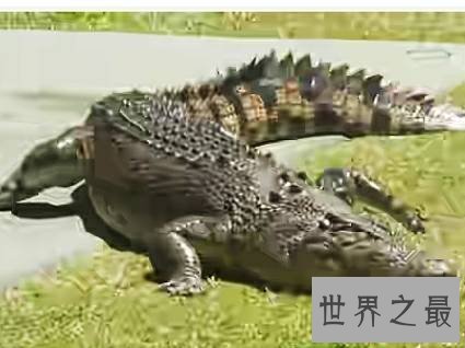 世界上最大的鳄鱼,也是一种凶猛的食人鳄。