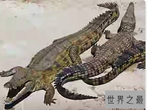 世界上最大的鳄鱼,也是一种凶猛的食人鳄。