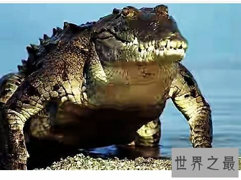 世界上最大的鳄鱼,也是一种凶猛的食人鳄。
