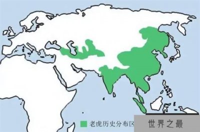 ​作为食物链最顶端的动物 西伯利亚虎为何在西伯利亚却偏安一隅