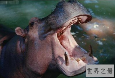 ​世界咬合力第一的动物,湾鳄咬合力达1.9吨(完全碾压河马)