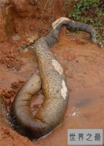 ​桂平挖蛇事件回顾 4米长白蛇被雷劈死