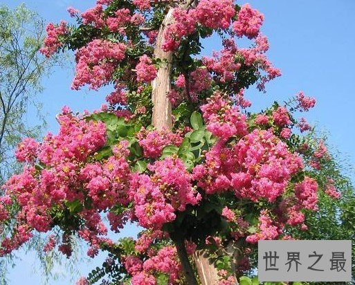 最怕痒痒的植物,竟然也会开花