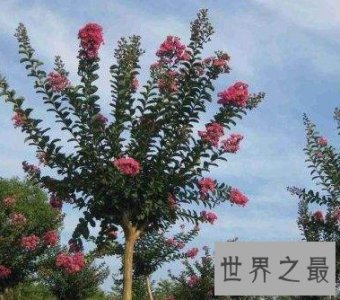 ​最怕痒痒的植物，竟然也会开花