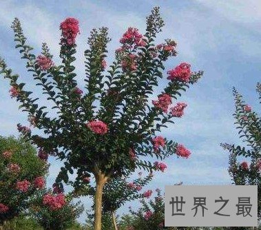 最怕痒痒的植物,竟然也会开花