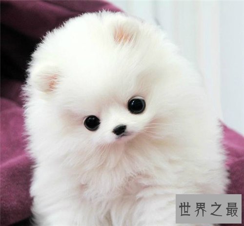 最可爱的狗有哪些 适合家养的可爱狗狗介绍