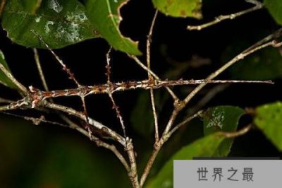 ​世界上最大的昆虫，竹节虫体长超62厘米