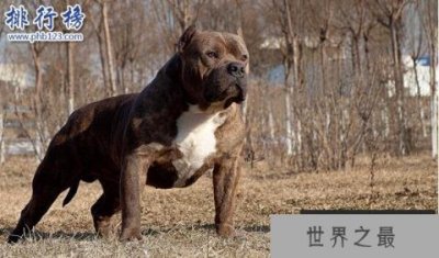 ​世界上最凶猛的狗排名,比特犬吊打藏獒称霸
