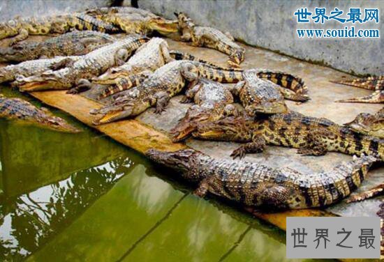 世界最大的鳄鱼公园,十万条超凶鳄鱼一起扑过来