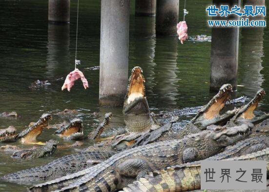 世界最大的鳄鱼公园,十万条超凶鳄鱼一起扑过来