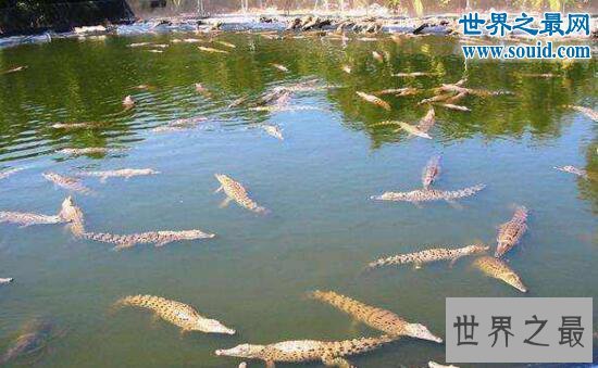 世界最大的鳄鱼公园,十万条超凶鳄鱼一起扑过来