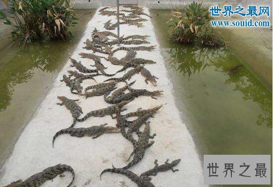 世界最大的鳄鱼公园,十万条超凶鳄鱼一起扑过来