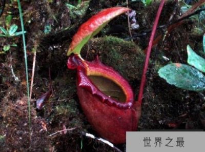 ​世上最大的肉食植物，马来王猪笼草可捕捉老鼠