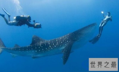 ​世界上最温顺的鲨鱼，鲸鲨(体型庞大却只吃小鱼)