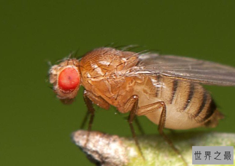 苍蝇之最,一种蝇竟然可以救人的生命!
