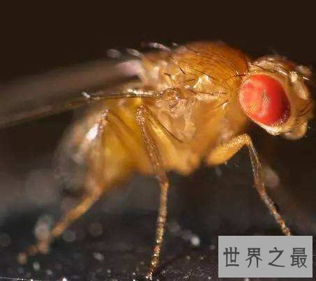 苍蝇之最,一种蝇竟然可以救人的生命!