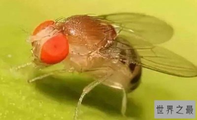​苍蝇之最，一种蝇竟然可以救人的生命！
