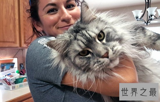 世界上最大的猫缅因猫，绝对是“温柔的巨人”！