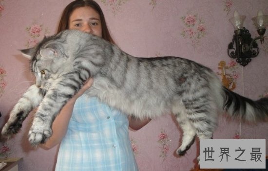 世界上最大的猫缅因猫，绝对是“温柔的巨人”！