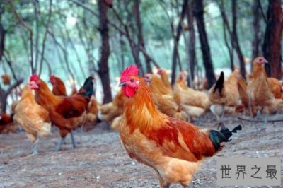 ​中国十大上等土鸡品种，清远麻鸡上榜，第一被誉为土鸡之王