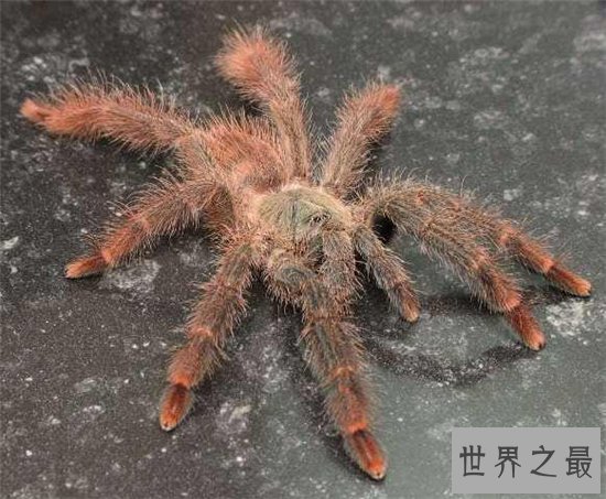 蜢蜘身上爪子都有毒,属于蜘蛛种类中体型较大的