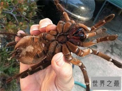 ​蜢蜘身上爪子都有毒，属于蜘蛛种类中体型较大的