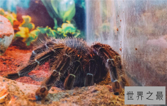 蜢蜘身上爪子都有毒,属于蜘蛛种类中体型较大的