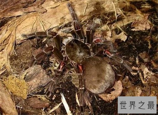 蜢蜘身上爪子都有毒,属于蜘蛛种类中体型较大的