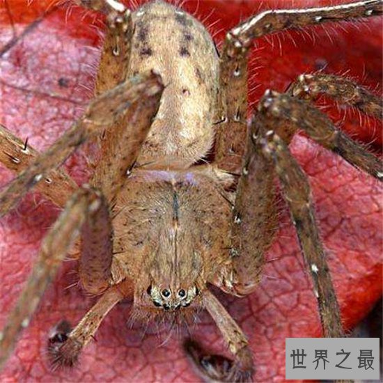 蜢蜘身上爪子都有毒,属于蜘蛛种类中体型较大的