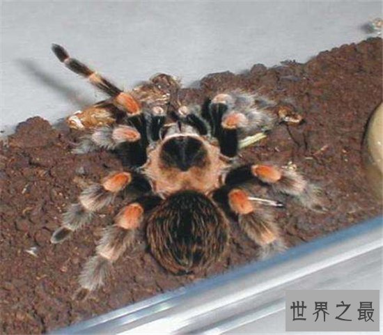 蜢蜘身上爪子都有毒,属于蜘蛛种类中体型较大的