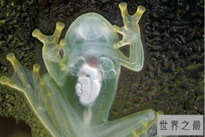 ​世界十大透明动物排行榜 水母上榜 第五居然是人造的