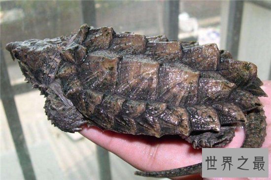 大鳄龟寿命分野外存活和人工饲养,野外能活更长时间