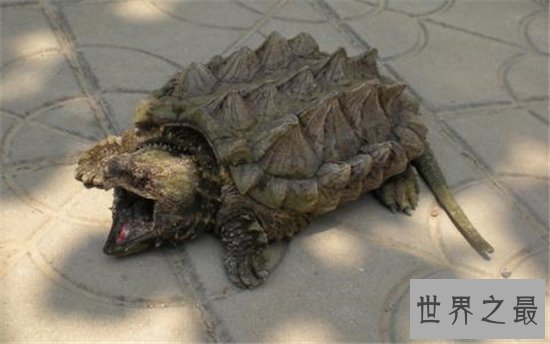 大鳄龟寿命分野外存活和人工饲养,野外能活更长时间
