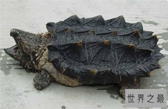 大鳄龟寿命分野外存活和人工饲养,野外能活更长时间