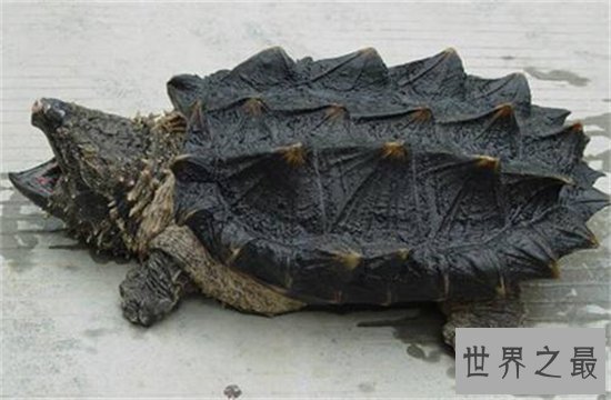 大鳄龟寿命分野外存活和人工饲养,野外能活更长时间