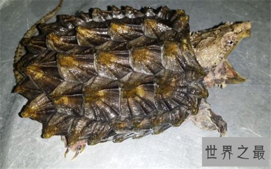 大鳄龟寿命分野外存活和人工饲养,野外能活更长时间