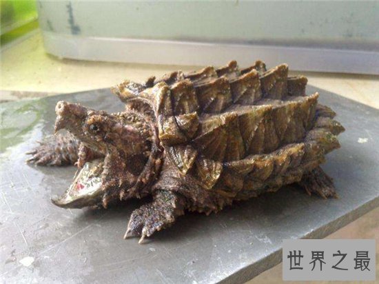 大鳄龟寿命分野外存活和人工饲养,野外能活更长时间