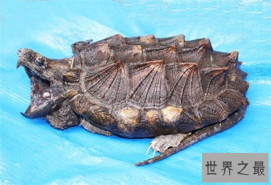 大鳄龟寿命分野外存活和人工饲养,野外能活更长时间