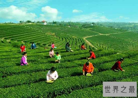 云南六大茶山，诸葛亮喝普洱茶留下遗器