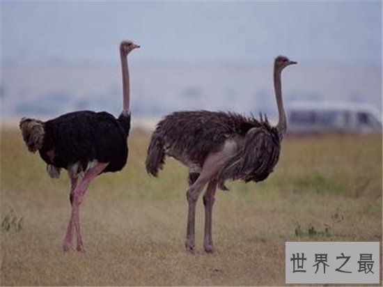 世界上最大的鸟叫做象鸟，身高可达三米多体重惊人