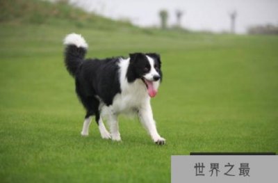 ​盘点十大搜救犬品种，都是很聪明的狗狗