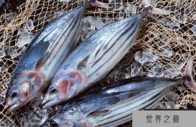 ​世界最硬的鱼，可作为防身用具