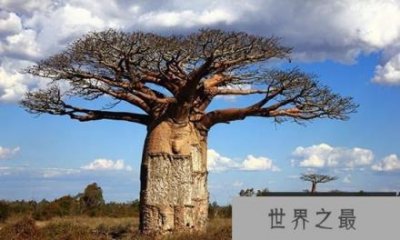 ​最古老生物盘点：巨大猴面包树可作监狱