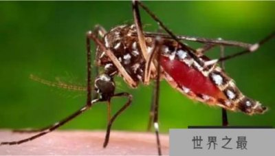 ​世界上最毒的蚊子，被咬一口能让人致命！