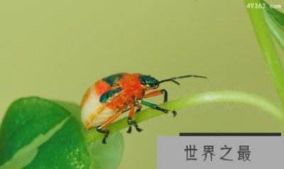 ​黄金龟甲虫提炼黄金真的假的，黄金龟甲虫是保护动物吗